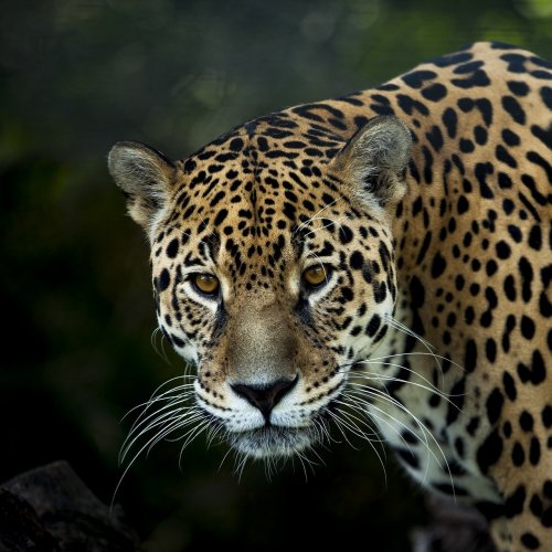 Jaguar Quiz: Trivia Questions and Answers