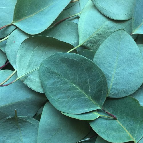 Eucalyptus Quiz: Trivia Questions and Answers