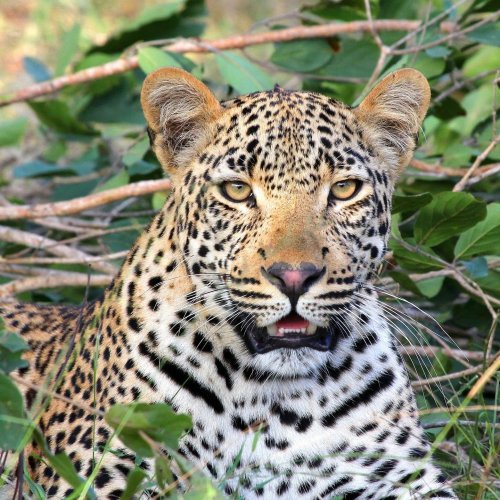 Leopard Quiz: questions and answers - free online quiz ...