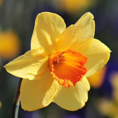 Narcissus Quiz: Trivia Questions and Answers