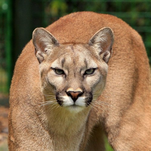 Cougar Quiz: 10 Trivia Questions and Answers