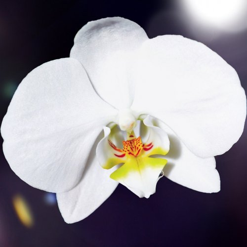 Orchids Quiz: Trivia Questions and Answers