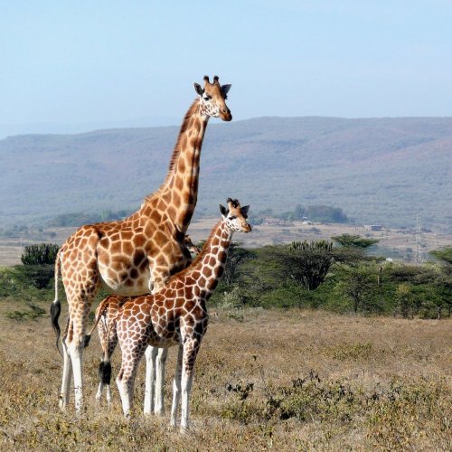 Giraffe Quiz: questions and answers