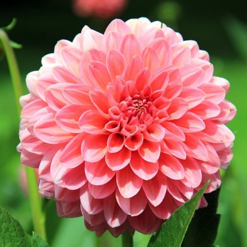 Dahlia Quiz: Trivia Questions and Answers