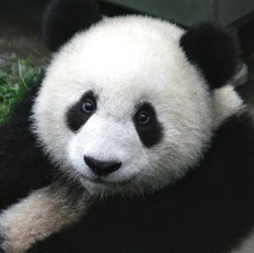 Panda Quiz: Trivia Questions and Answers
