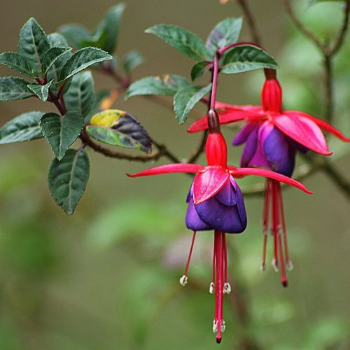Fuchsia Quiz: Trivia Questions and Answers