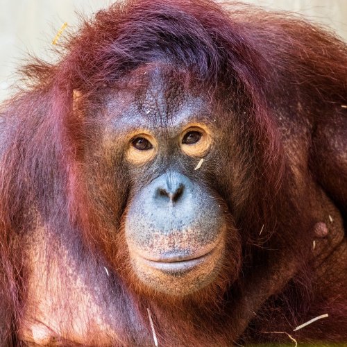 Orangutan Quiz: Trivia Questions and Answers