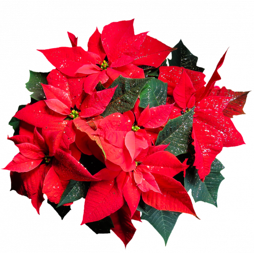 Poinsettia Quiz: Trivia Questions and Answers