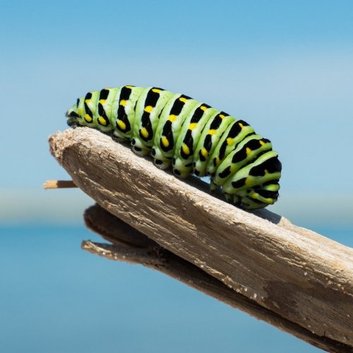 Caterpillar Quiz: 10 Trivia Questions and Answers