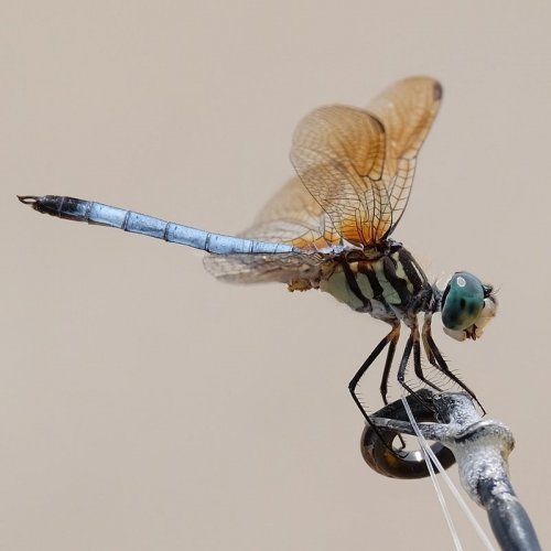 Dragonfly Quiz: Trivia Questions and Answers