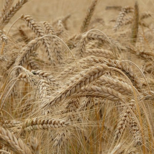 Wheat Quiz