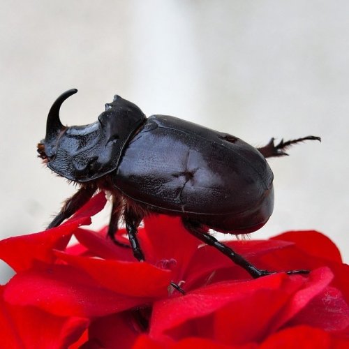 Scarabaeidae Quiz: 10 Trivia Questions and Answers