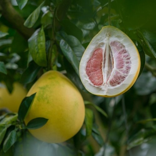 Pomelo Quiz: Trivia Questions and Answers