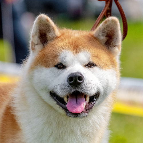Akita Quiz: 10 Trivia Questions and Answers