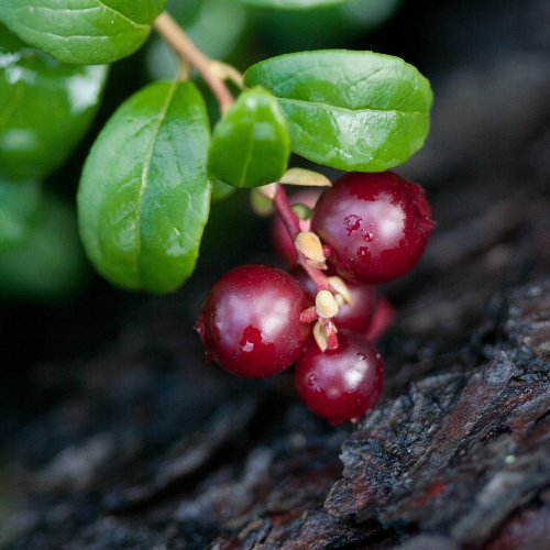 Wild Berries Quiz: Guess from the Picture