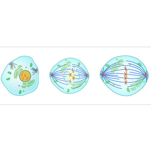 Mitosis Quiz: questions and answers