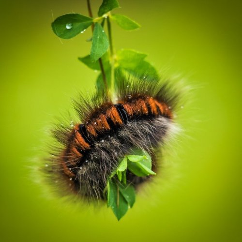 Caterpillars Quiz for Kids: Trivia Questions and Answers
