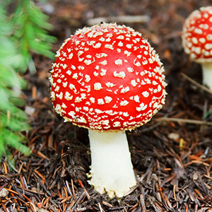 Mushrooms Quiz for Kids: Trivia Questions and Answers