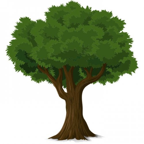 Trees Quiz for Kids: Trivia Questions and Answers