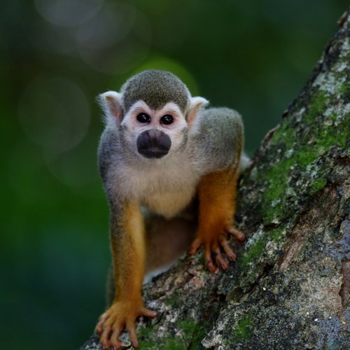 Monkeys Quiz: questions and answers