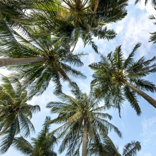Palm Tree Quiz: Trivia Questions and Answers