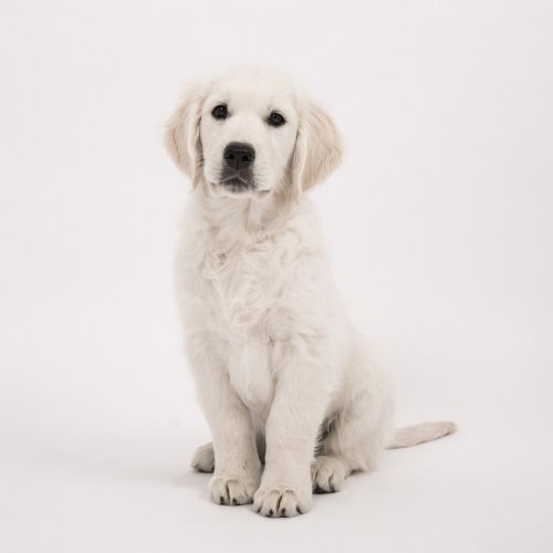Golden Retriever Quiz: questions and answers