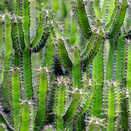 Cactus Quiz: questions and answers