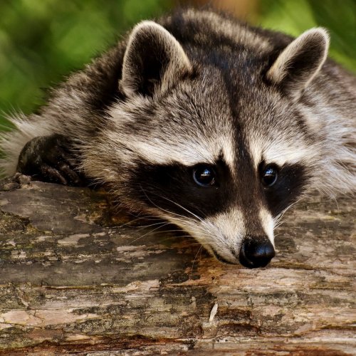Raccoons Quiz: questions and answers