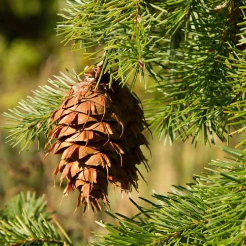Douglas Fir Quiz: questions and answers
