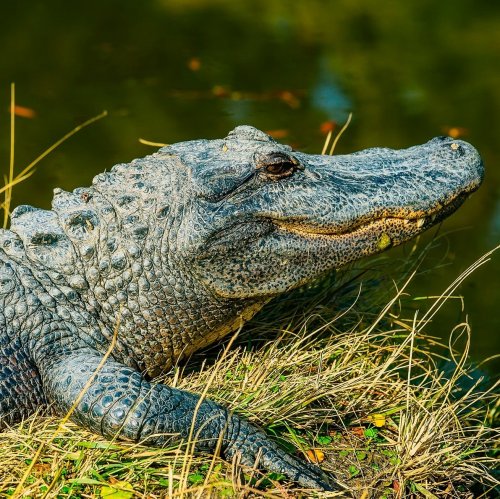 Alligators Quiz: questions and answers