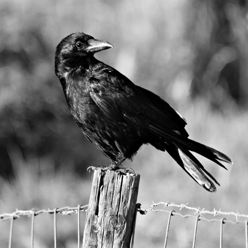 The Raven Quiz: questions and answers