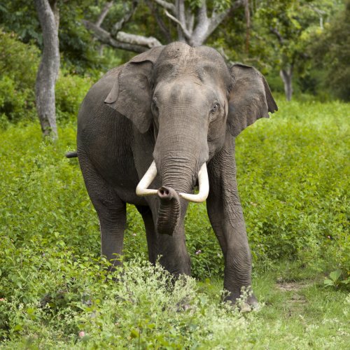Elephants Quiz: Trivia Questions and Answers