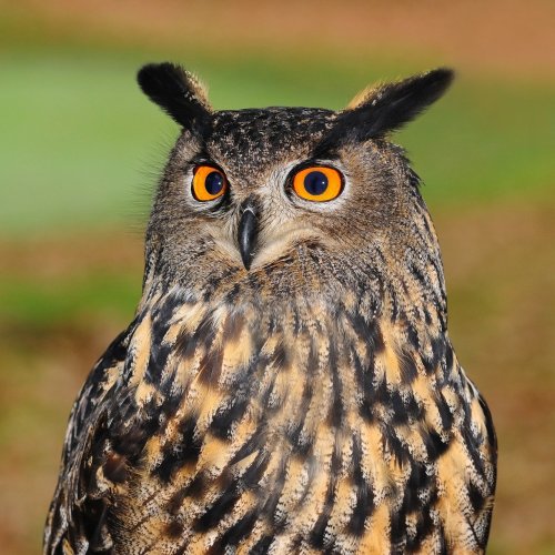 Owls Quiz