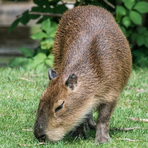 Capybara Quiz: Trivia Questions and Answers