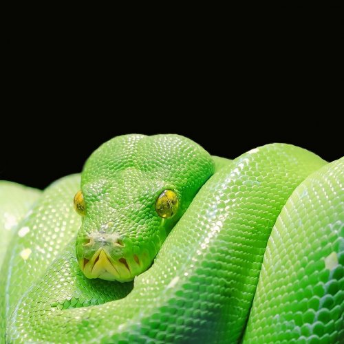 Snakes Quiz: questions and answers