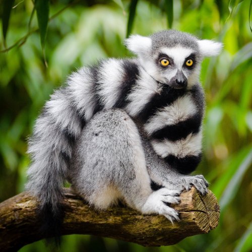 Lemurs Quiz: questions and answers