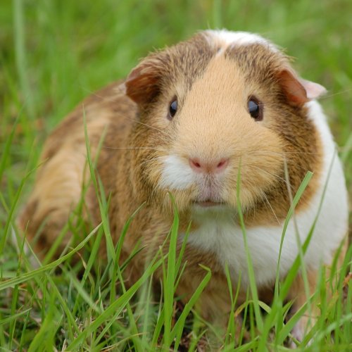 Guinea Pig Quiz: questions and answers