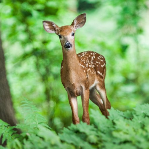 Deer Quiz: questions and answers