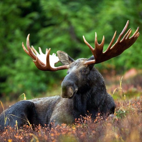 Moose Quiz: questions and answers