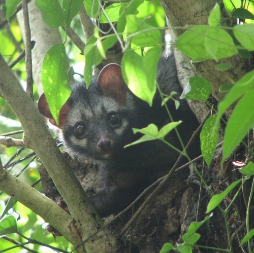 Asian Palm Civet Quiz: questions and answers