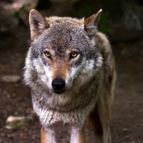Wolf Quiz: questions and answers