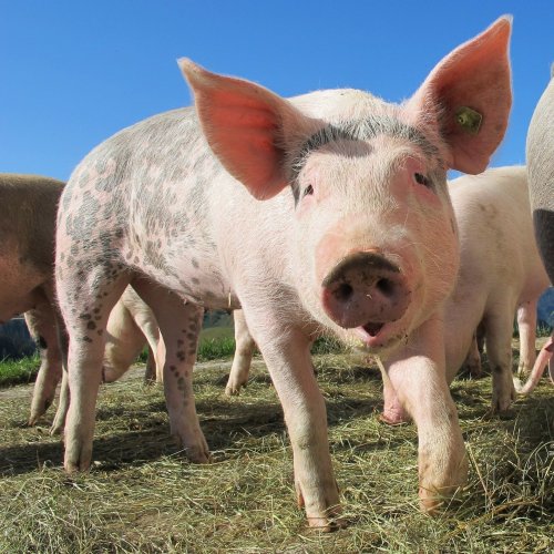 Pigs Quiz: questions and answers