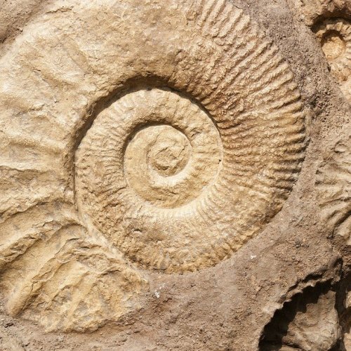 Paleontology Quiz: questions and answers