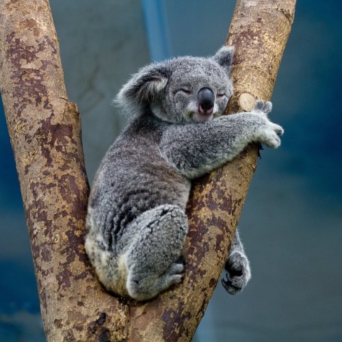 Koala Quiz: questions and answers