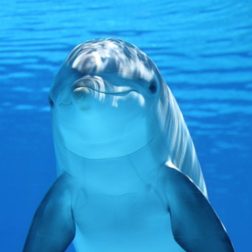 Dolphin Quiz: 10 Trivia Questions and Answers