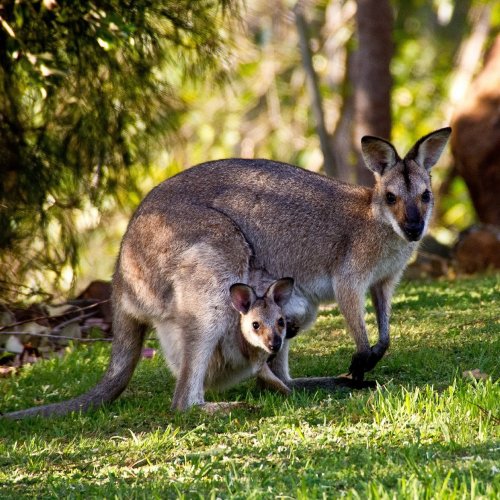 Kangaroo Quiz: questions and answers