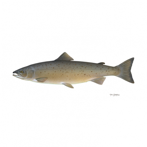 Salmon Quiz: questions and answers