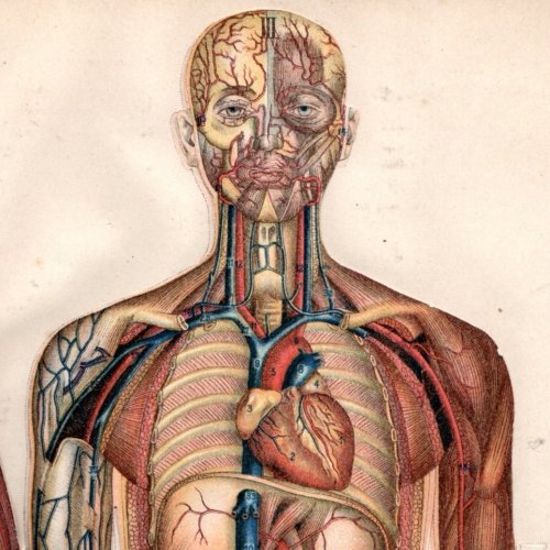 Anatomy Quiz: questions and answers