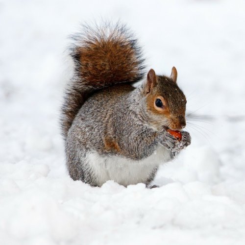 Squirrel Quiz: questions and answers