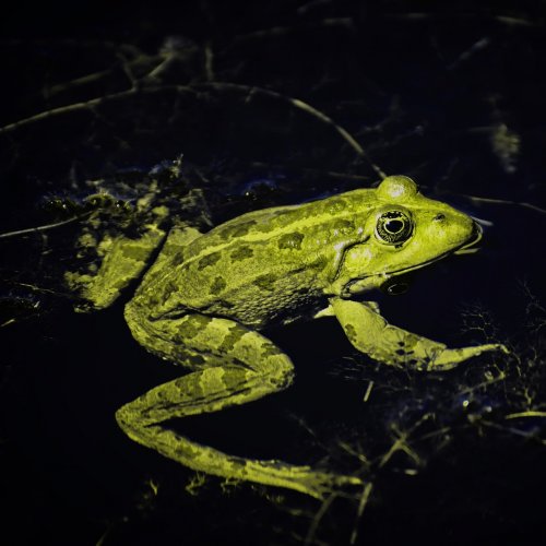 Frogs Quiz: questions and answers